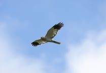 Row over Britain’s hen harriers could offer lessons