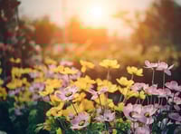  Wildlife Trust's open gardens to make return