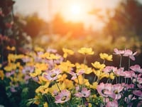  Wildlife Trust's open gardens to make return