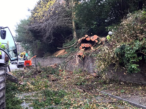 The tree blocking Tregolls Road