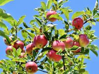 Cornish orchard plan grows after funding boost