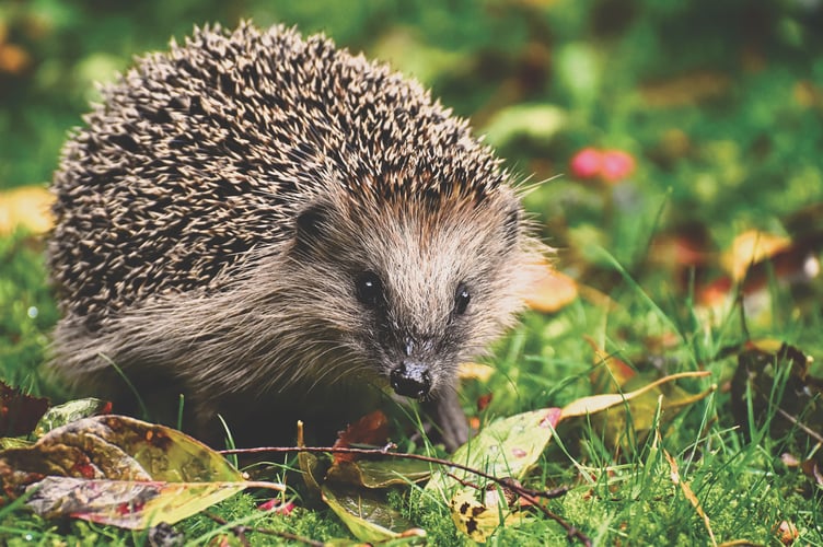 Hedgehog
