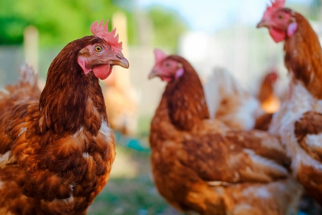 DEFRA issue urgent bird flu warning as ban on 'gatherings' announced