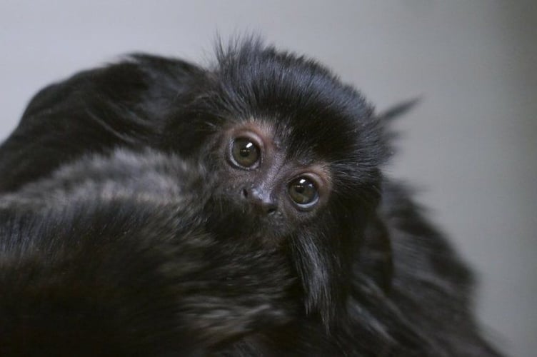 baby goeldis monkey