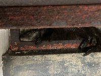 Otter rescued from Penzance harbour