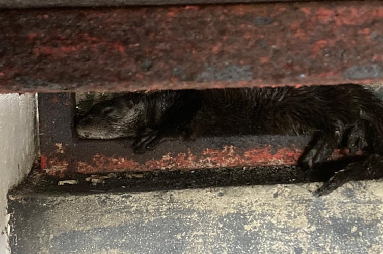 Penzance otter rescue