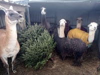 Tree-mendous treat for alpacas and llamas in Cornwall