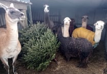 Tree-mendous treat for alpacas and llamas in Cornwall