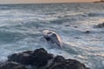 Search for whale stranded on Cornish beach