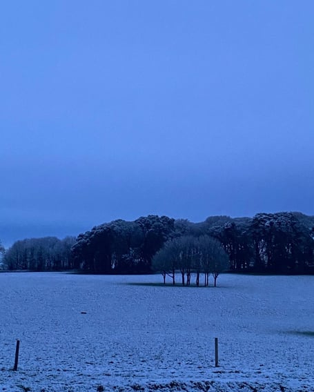 Trewithen in the snow