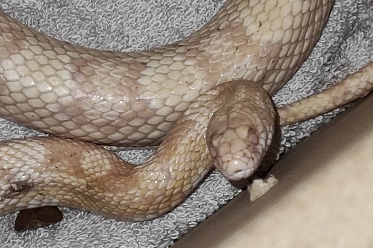 The albino snake. See SWNS story SWLNsnake. A gran who found an albino snake in her garden told her family - who thought it must be a twig due to her bad eyesight. Gran-of-11 Gill Peters, 79, was in her garden in Truro, Cornwall, when she found the white reptile. She threw it into the grass and called daughter Shereen Allen, 51 on January 6. Mum-of-five Shereen hurried round with her adult son, joking that it 'must be a twig' because of Gill's eyesight.But she was stunned to find the snake curled up in the grass.