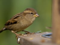 Big Garden Birdwatch starts today