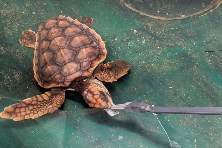 The first stranded juvenile loggerhead sea turtle handed to the Newquay’s Blue Reef Aquarium, which has been named Jason