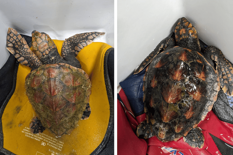 Two of the stranded juvenile loggerhead sea turtles