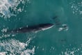Stunning aerial footage shows whale playing with dolphins off Cornwall