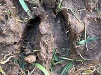 Oh dear - Culprit of cemetery vandalism unearthed