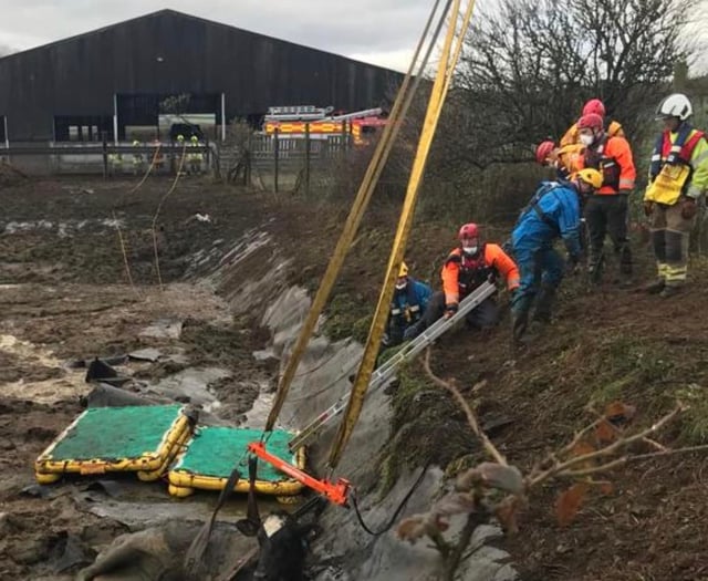 Firefighters scrambled to rescue cows trapped in slurry pit