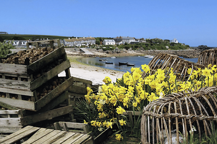Daffodils in the Isles of Scilly.