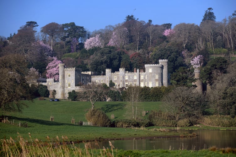Magnolias at Caerhays Castle and Gardens