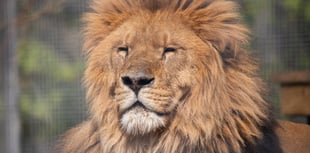 Newquay Zoo's lions on the move to Devon