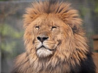 Newquay Zoo's lions on the move to Devon