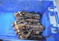 Director and company prosecuted for illegal lobster fishing 