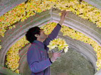 Daffodils dazzle during springtime festival at Cotehele