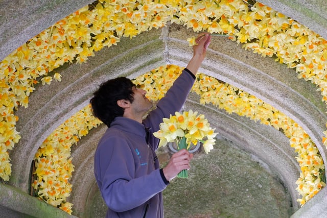 Daffodils dazzle during springtime festival at Cotehele