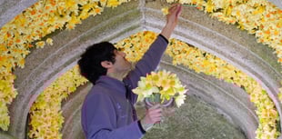 Daffodils dazzle during springtime festival at Cotehele