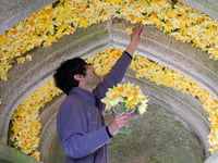 Daffodils dazzle during springtime festival at Cotehele