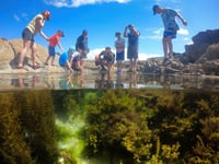 New company aims to show off the wildlife along the Cornish coast