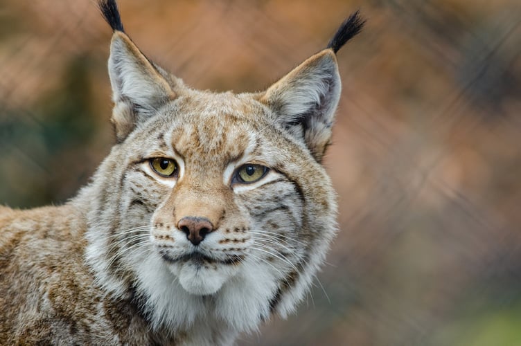 Lynx