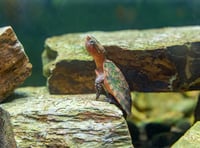 Newquay Zoo has become home to a critically endangered species