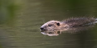 Cornwall Wildlife Trust look to appoint a beaver officer