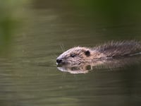 Cornwall Wildlife Trust look to appoint a beaver officer