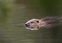 Cornwall Wildlife Trust look to appoint a beaver officer