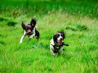 South West Water use dogs to check for leaks 