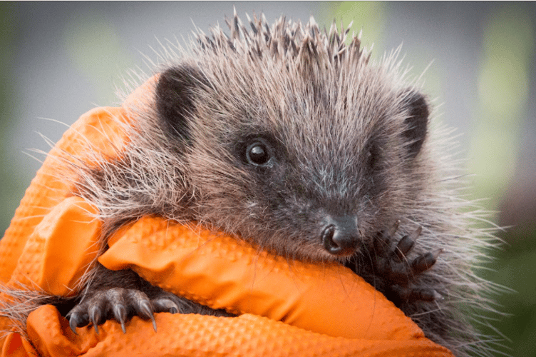 Hedgehog Pickles & Paws have helped rescue at their centre in St Mawgan