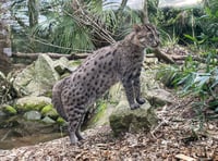 Newquay Zoo shares first glimpse of baby fishing cat     