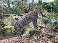 Newquay Zoo shares first glimpse of baby fishing cat     