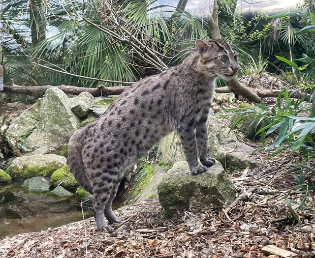 Newquay Zoo shares first glimpse of baby fishing cat     