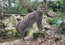 Newquay Zoo shares first glimpse of baby fishing cat     