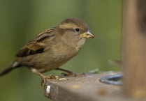 House sparrows top the list in the big garden birdwatch