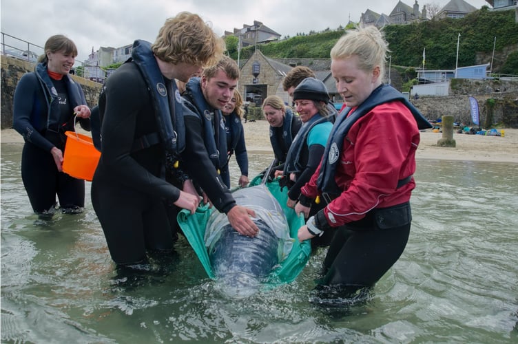 THIS PICTURE: BDMLR trainee Medics learn first aid techniques on a life-sized rubber dolphin model during a Marine Mammal Medic Course in Newquay Cornwall. --- SEE SWNS STORY SWNAwhale --- Incredible scenes show a fake whale being used for rescue training. A specially designed whale rescue floatation system was used to refloat a stranded whale in Newquay, Cornwall recently. The whale, a life-sized and weight rubber model of a pilot whale, is used by British Divers Marine Life Rescue (BDMLR) to train members of the public to become Marine Mammal Medics, to help real whales and dolphins in need of assistance around the UK.