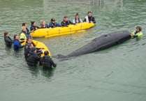 Giant fake whale used for training in Newquay