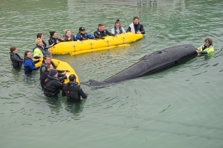 THIS PICTURE: BDMLR trainee medics refloat a life-sized rubber whale using the charity's specialist whale floatation system. --- SEE SWNS STORY SWNAwhale --- Incredible scenes show a fake whale being used for rescue training. A specially designed whale rescue floatation system was used to refloat a stranded whale in Newquay, Cornwall recently. The whale, a life-sized and weight rubber model of a pilot whale, is used by British Divers Marine Life Rescue (BDMLR) to train members of the public to become Marine Mammal Medics, to help real whales and dolphins in need of assistance around the UK.