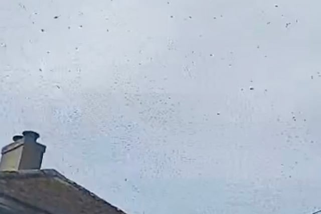 VIDEO: A swarm of bees force Cornish castle to shut