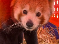 Video: Rare red pandas make friends at Newquay Zoo