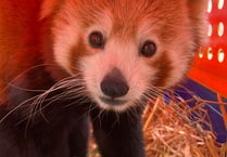 Video: Rare red pandas make friends at Newquay Zoo