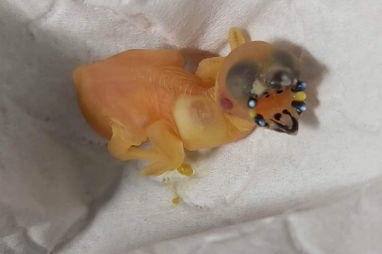 Tiny Jester the baby bird. See SWNS story SWLNbird. A rare bird which fell from a nest has saved by students who fed it - with a tiny paintbrush. The Gouldian Finch was one of a pair thrown from their nest 18 months ago. Students at Duchy College Rosewarne, in Camborne, Cornwall, noticed the two baby birds on the ground. One of the birds was unfortunately already dead, but the other was showing slight signs of life.